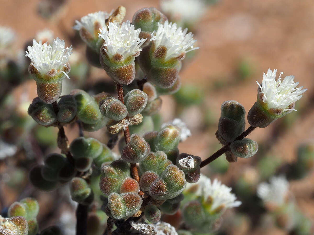 Imagem de Drosanthemum albiflorum (L. Bol.) Schwant.