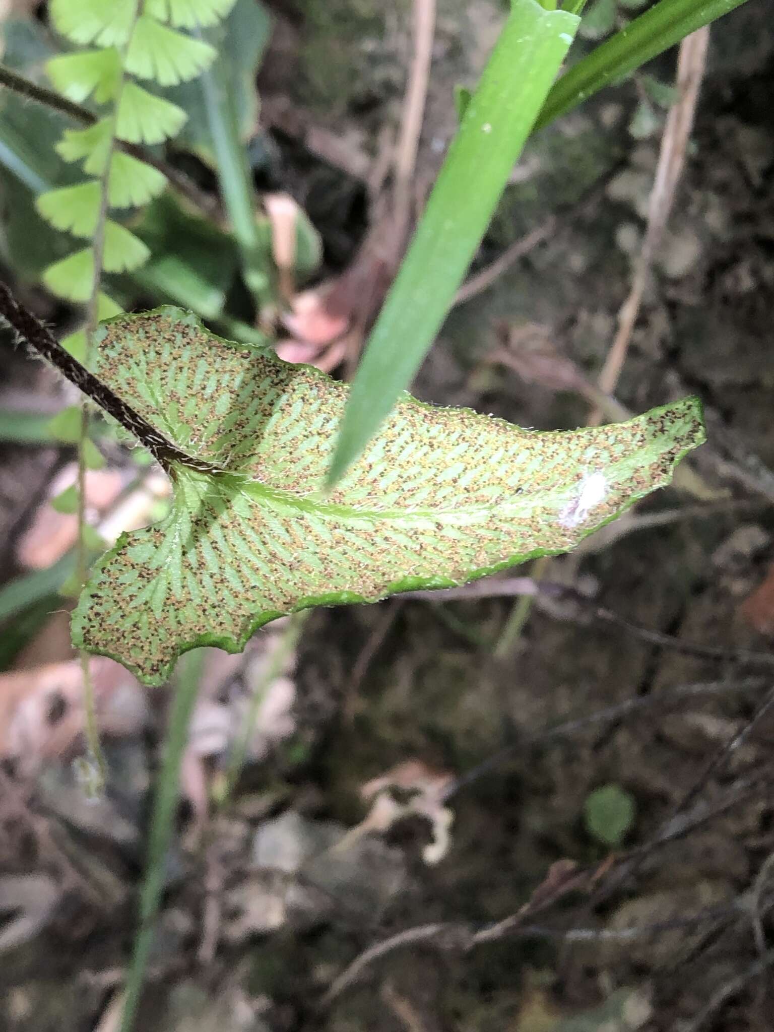 Image of Mickelopteris cordata (Hook. & Grev.) Fraser-Jenk.