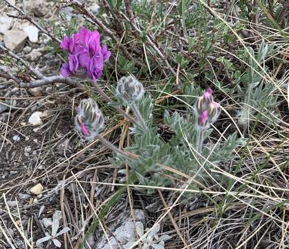 Image of haresfoot locoweed