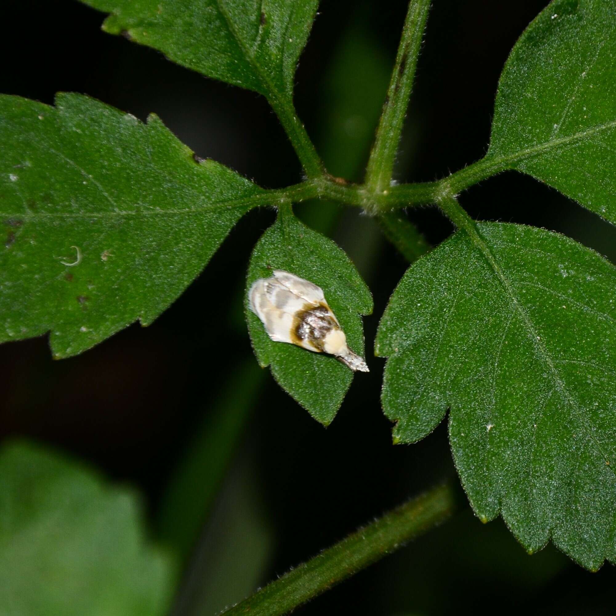 Image of Callimima lophoptera Lower 1894