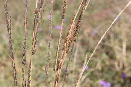 Image of slender dropseed