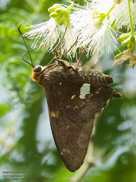 Image of <i>Epargyreus cruza</i> Evans