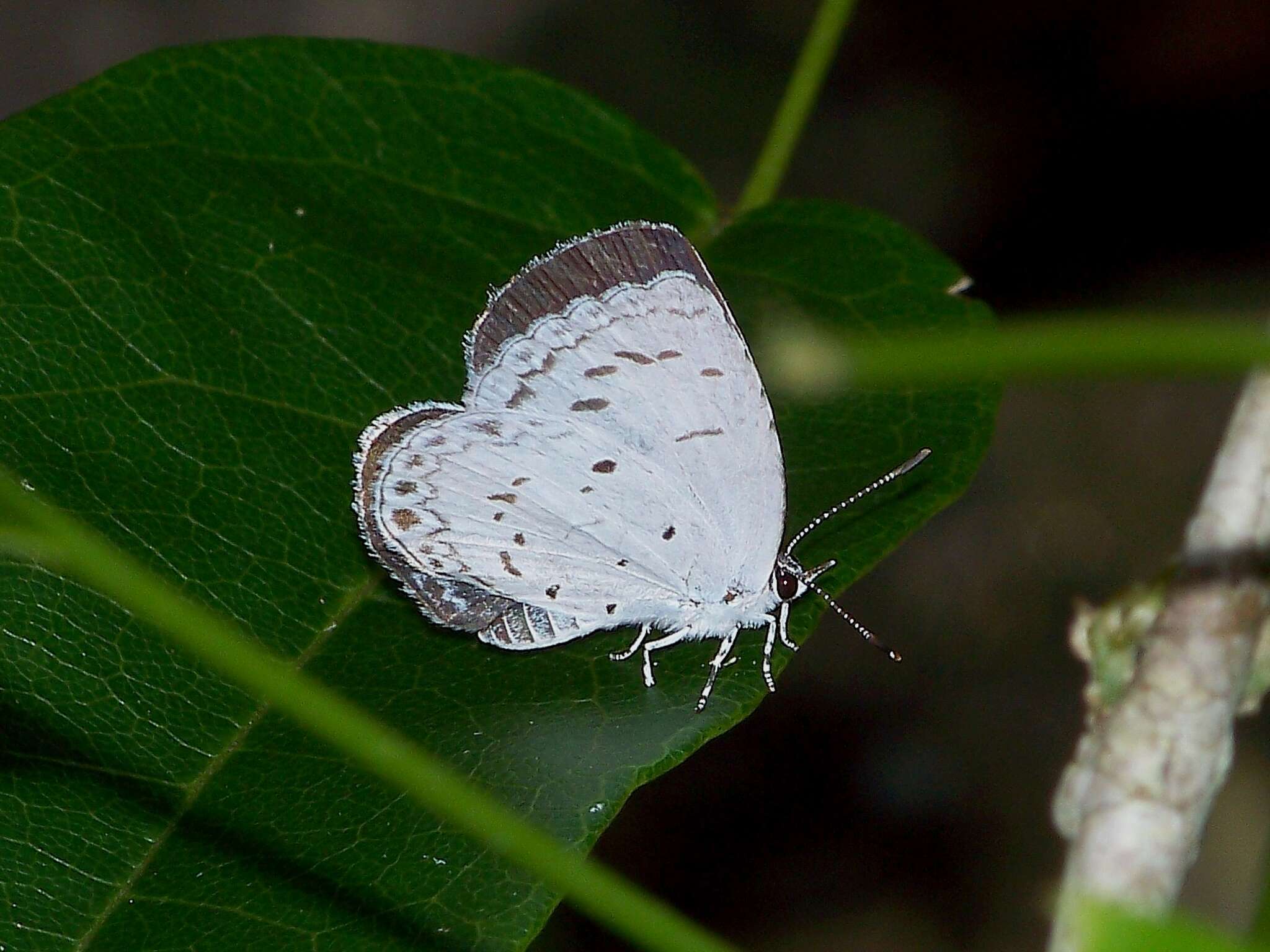 Image of Acytolepis puspa myla (Fruhstorfer 1909)