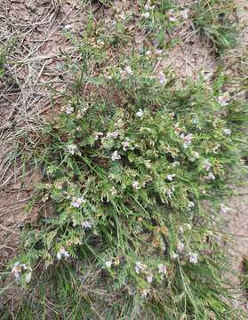 Image of Astragalus consanguineus Bong. & C. A. Mey.