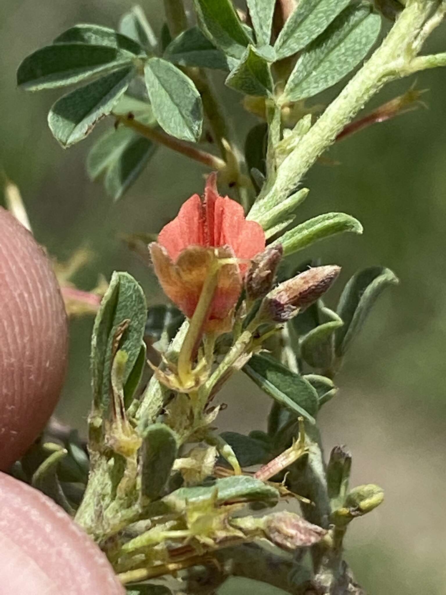 Indigofera rautanenii Baker fil.的圖片