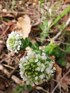 صورة Lepidium hirtum (L.) Sm.