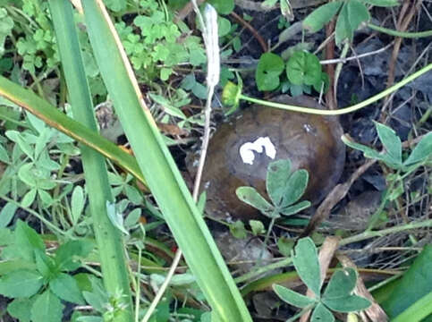 Image of Three-toed box turtle