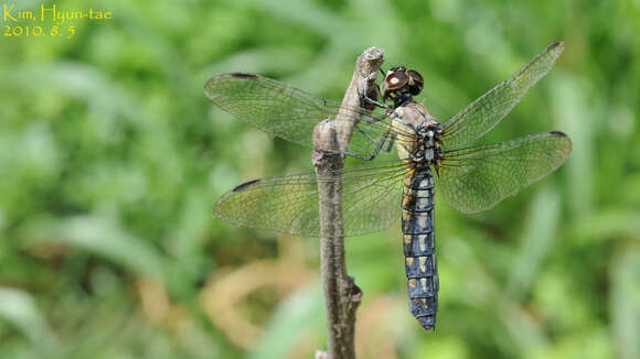 Image of Lyriothemis pachygastra (Selys 1878)