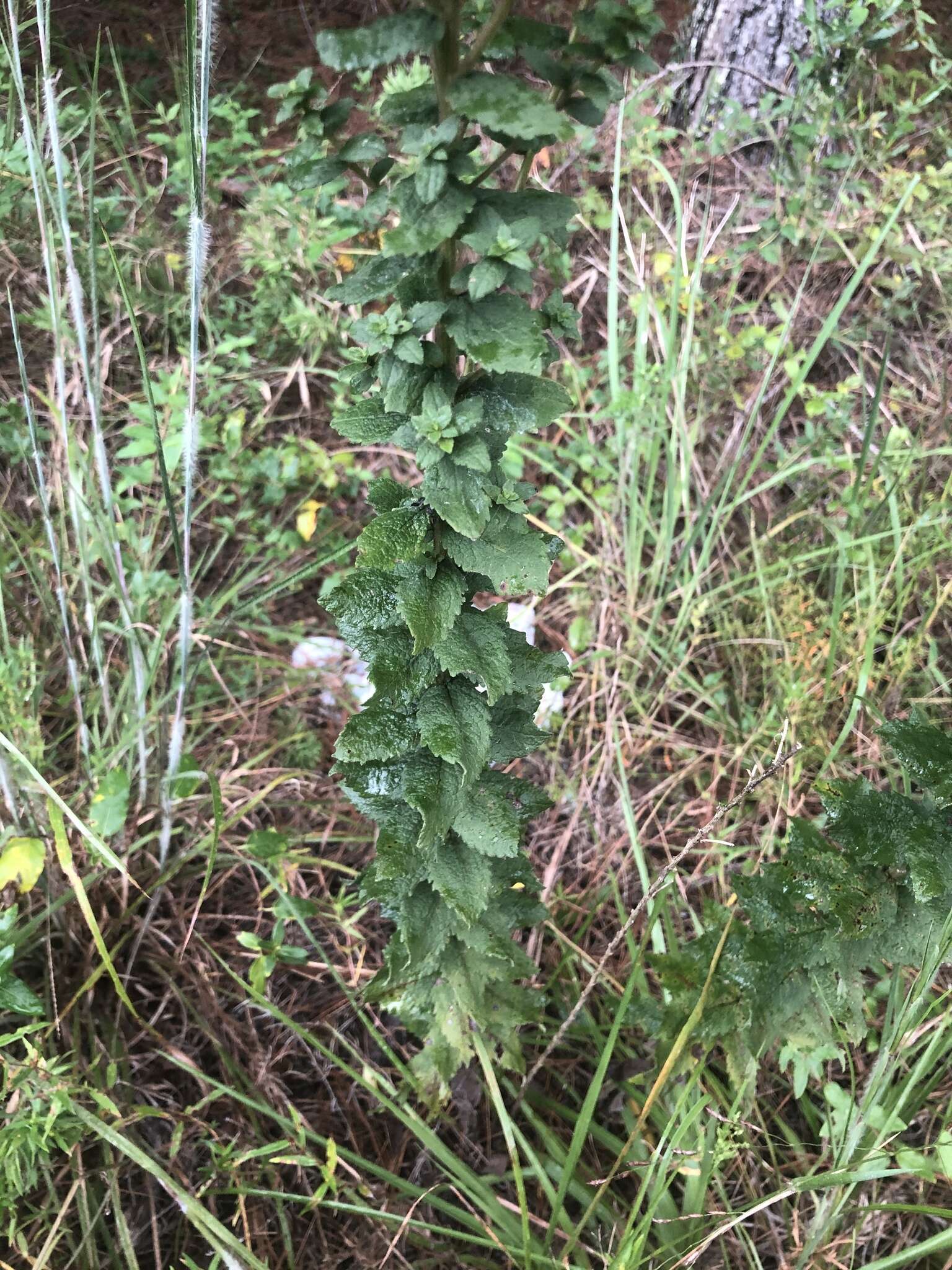 Image of Solidago rugosa var. celtidifolia (Small) Fern.