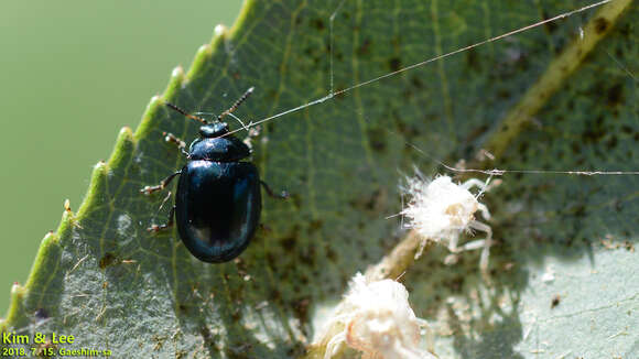 Image of willow leaf beetle