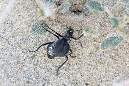 Image of Desert Spider Beetles