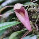 Bulbophyllum elegans Gardner ex Thwaites的圖片