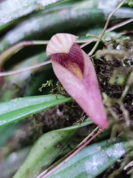 Слика од Bulbophyllum elegans Gardner ex Thwaites