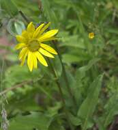 Plancia ëd Helianthella quinquenervis (Hook.) A. Gray