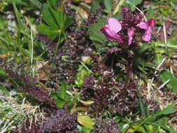 Image of beaked lousewort