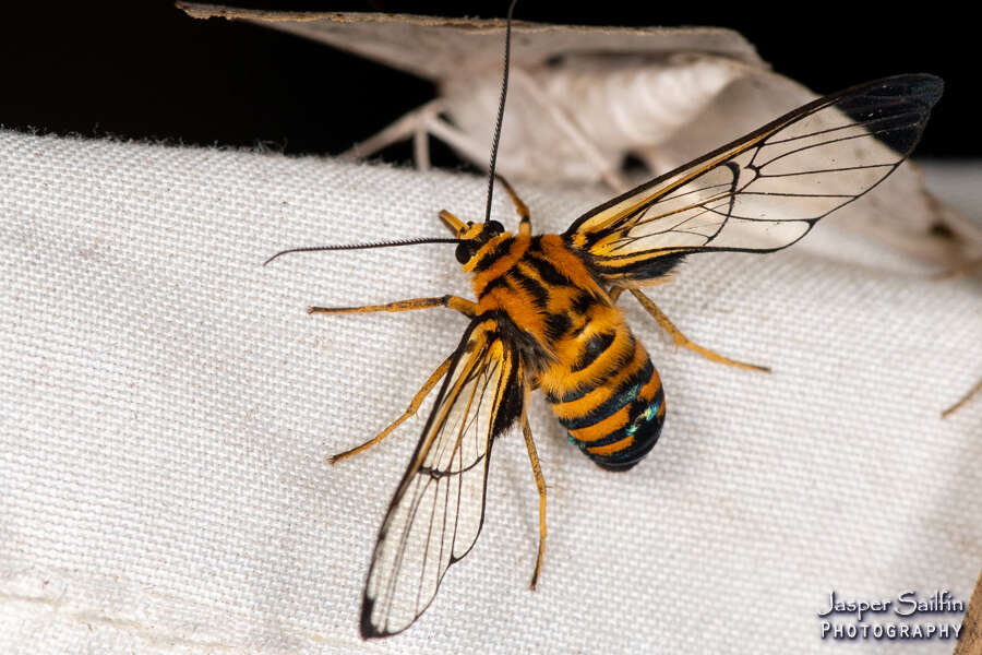 Image of Gymnelia carabayana Rothschild 1911