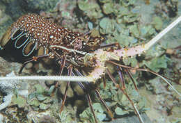Image of Stripe-leg spiny lobster