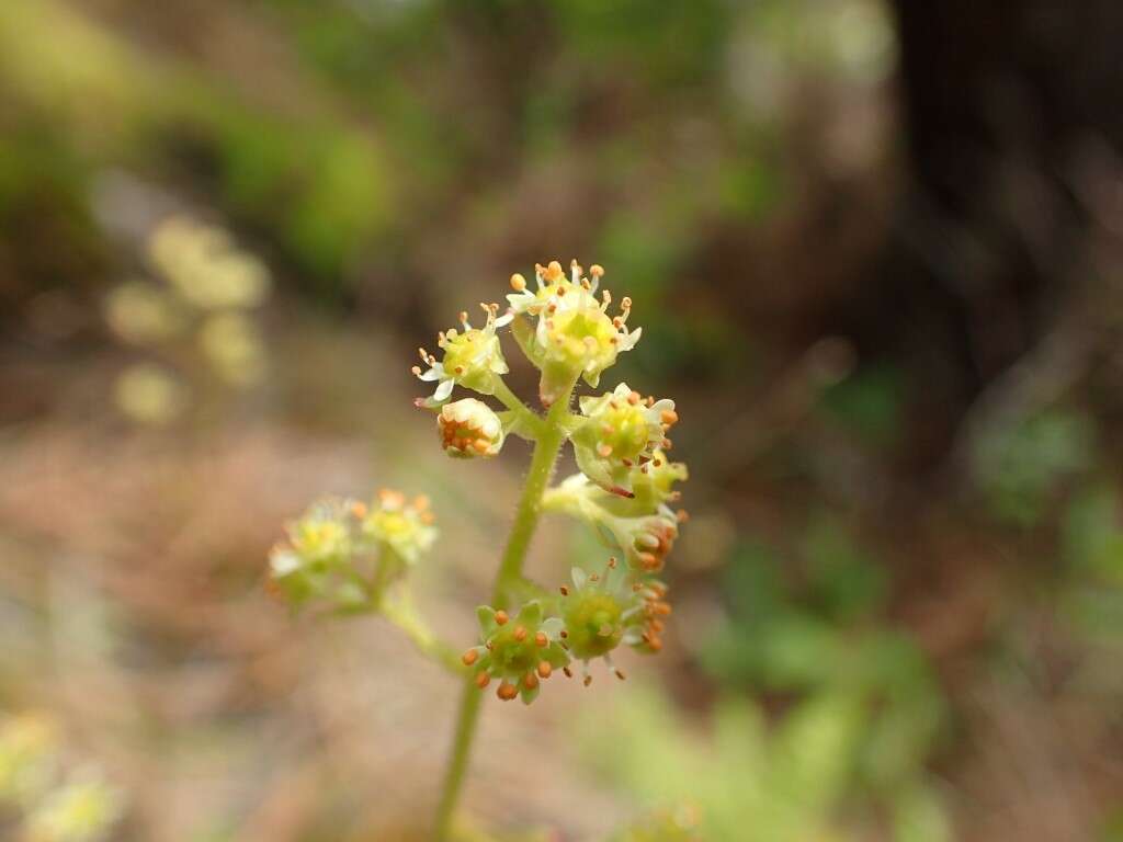 Plancia ëd Micranthes nidifica (Greene) Small