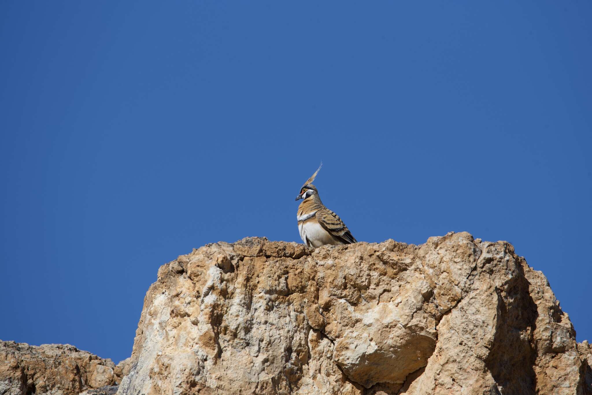 Image of Spinifex Pigeon