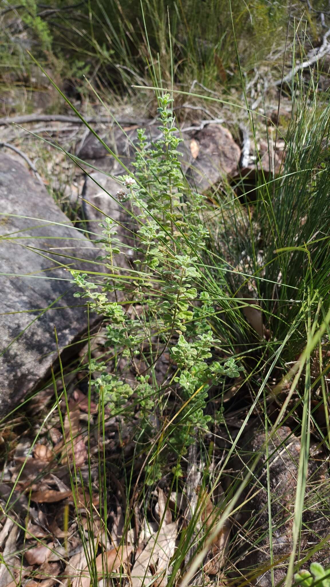 Image of Zieria baeuerlenii J. A. Armstr.