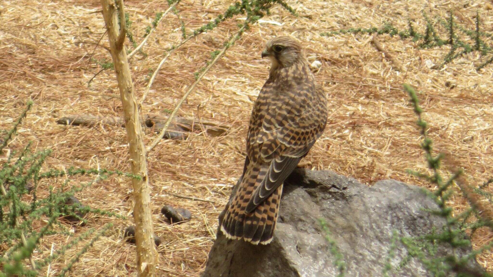 Falco tinnunculus canariensis (Koenig & AF 1890) resmi