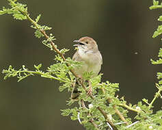 Cisticola chiniana chiniana (Smith & A 1843) resmi