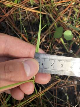 Image of Baldwin's Beak Sedge