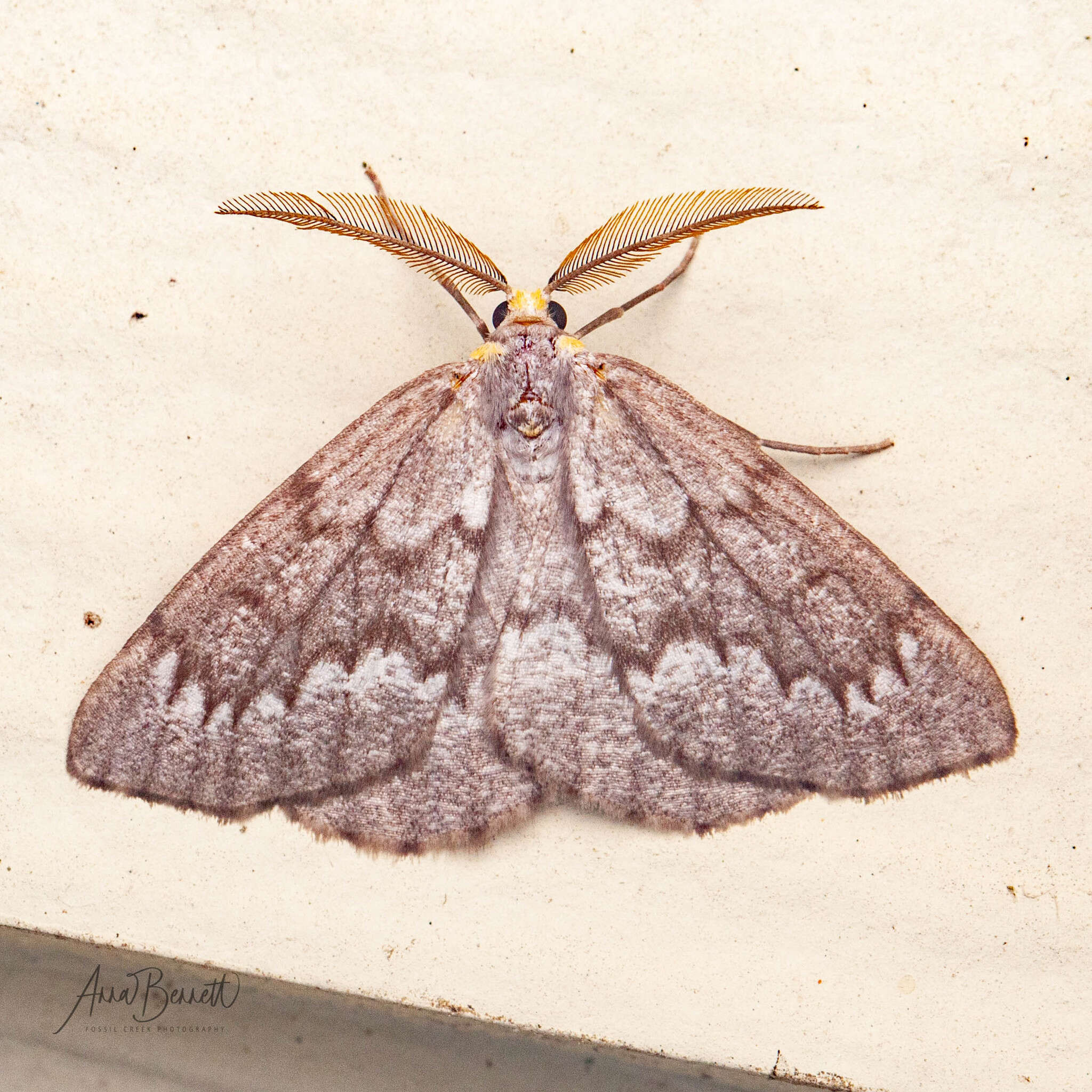 Image de Nepytia semiclusaria Walker 1862