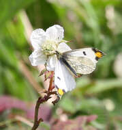 Imagem de Anthocharis scolymus Butler (1866)