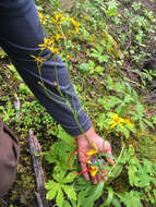 Image of Small Black-Tip Ragwort