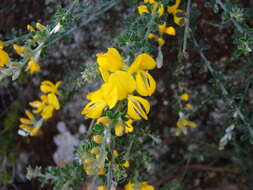 صورة Genista cadasonensis Vals.