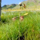 Image of Miraglossum superbum F. K. Kupicha