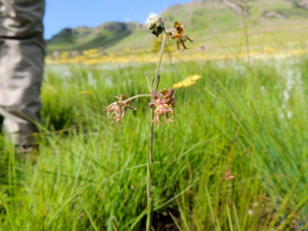 صورة Miraglossum superbum F. K. Kupicha