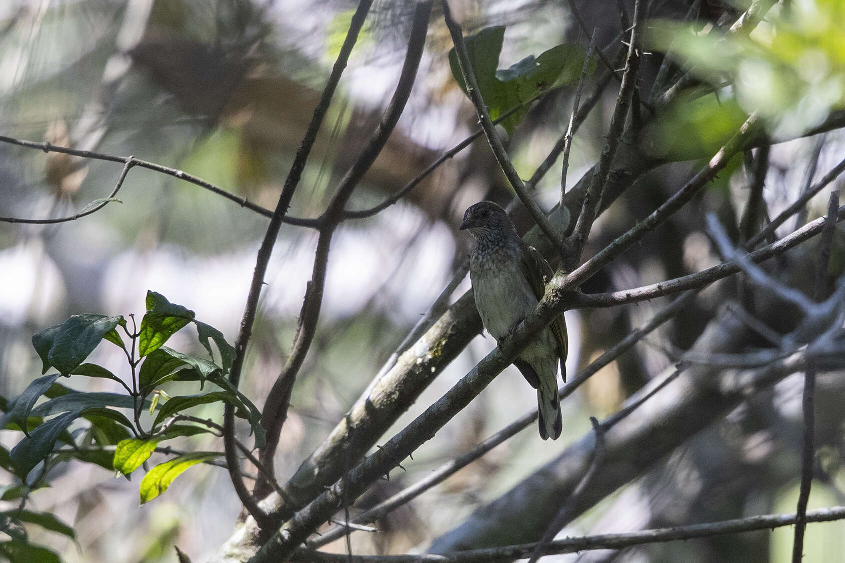 Image of Scaly-throated Honeyguide