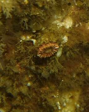 Image of brown stony coral