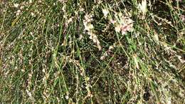 Image of Horsetail Knotweed