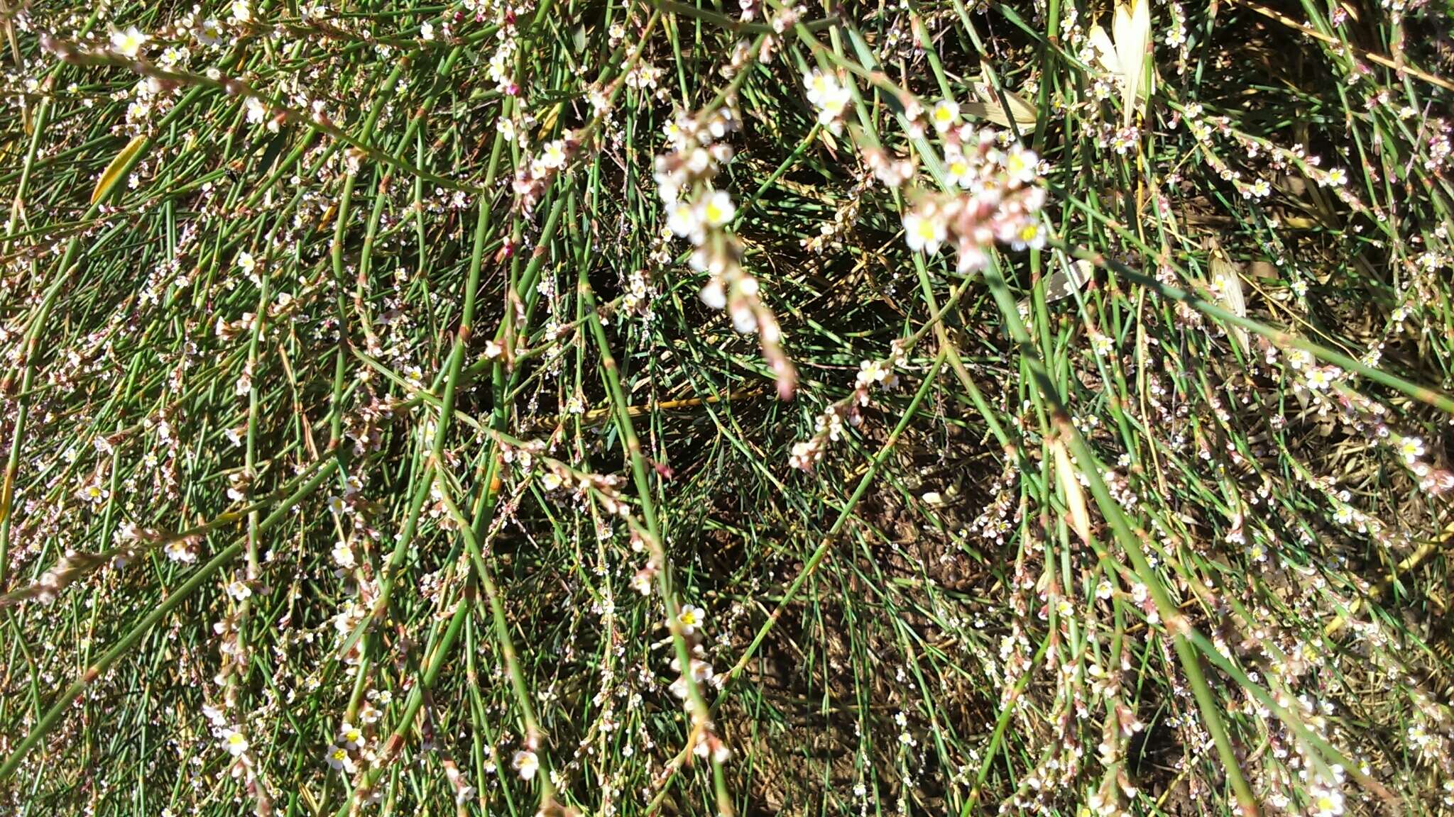 Image de Polygonum equisetiforme Sm.