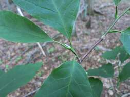 Imagem de Magnolia acuminata var. acuminata