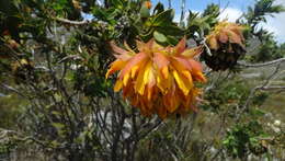 Plancia ëd Liparia splendens (Burm. fil.) Bos & de Wit