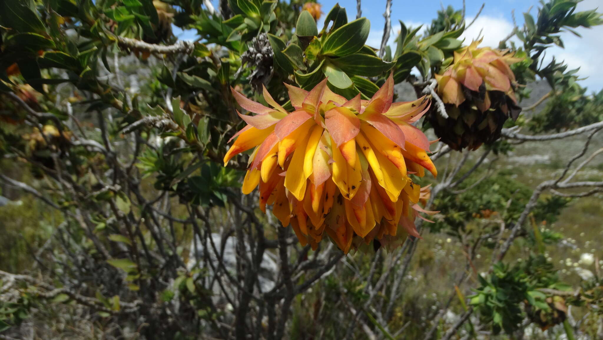 Plancia ëd Liparia splendens (Burm. fil.) Bos & de Wit