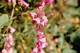 Image of Peponapis citrullina (Cockerell 1912)