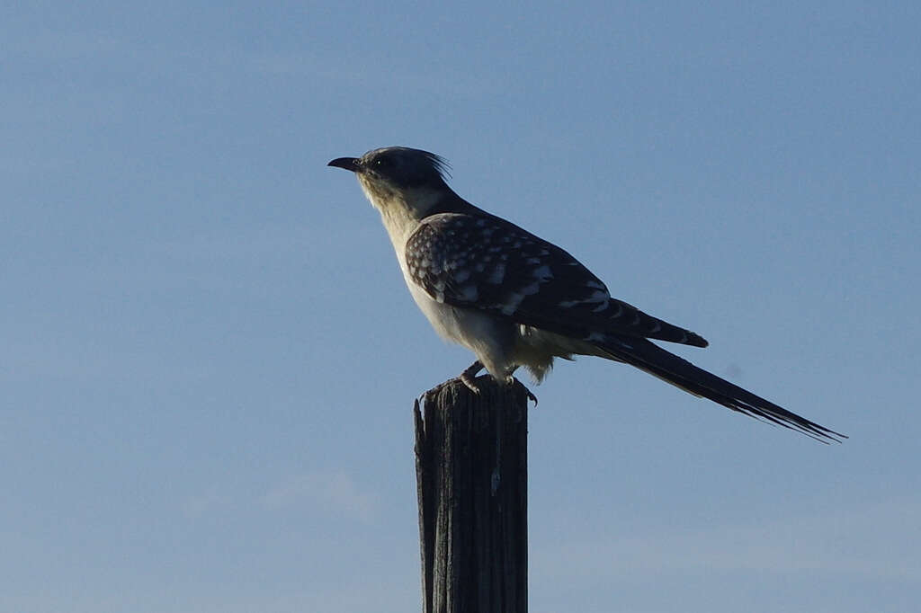 Imagem de Clamator glandarius (Linnaeus 1758)