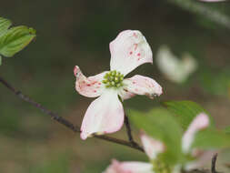 Image of Cornus florida var. florida