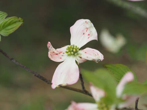 Plancia ëd Cornus florida var. florida