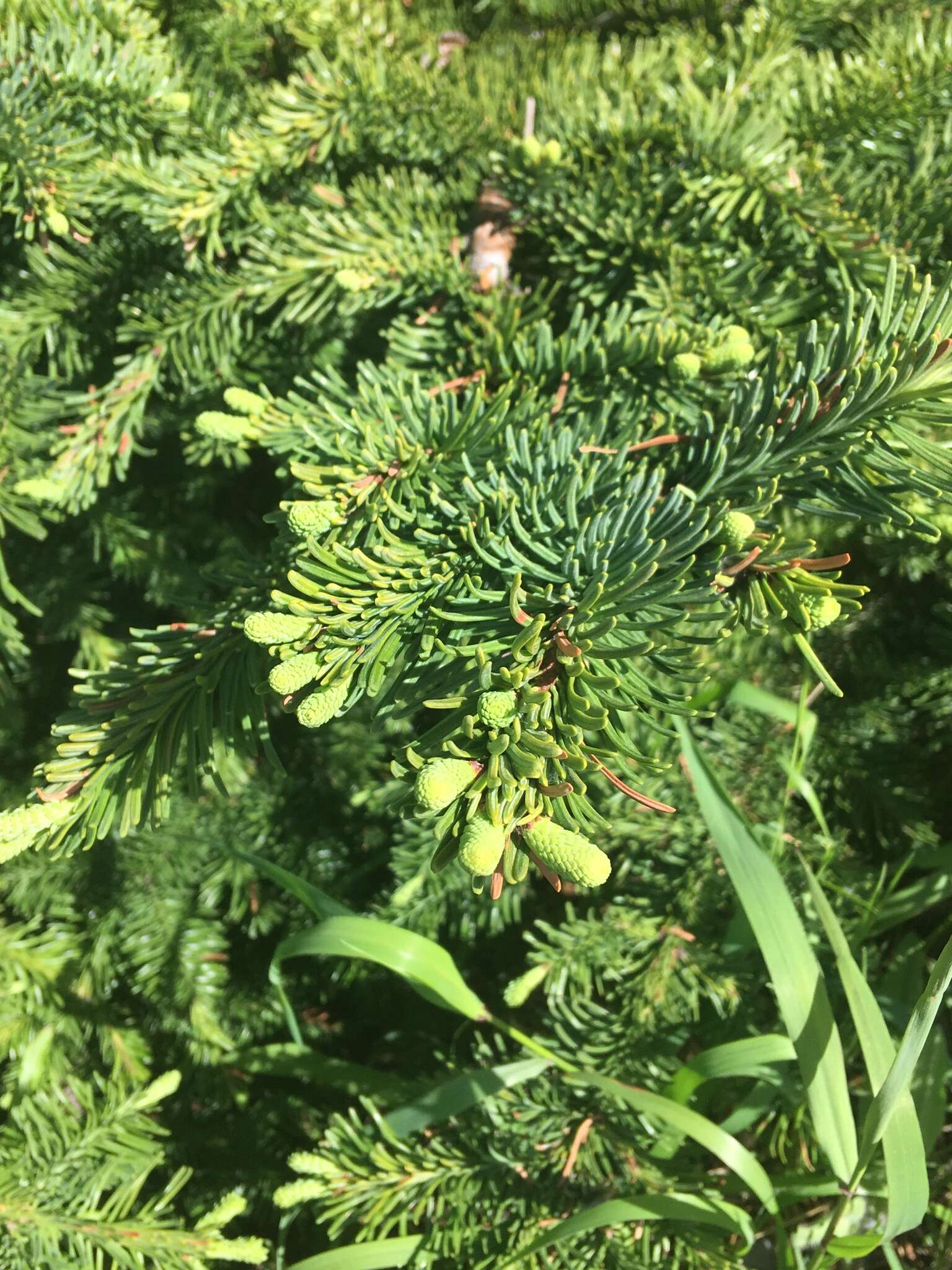 Image of noble fir