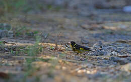 Sivun Chloris monguilloti (Delacour 1926) kuva