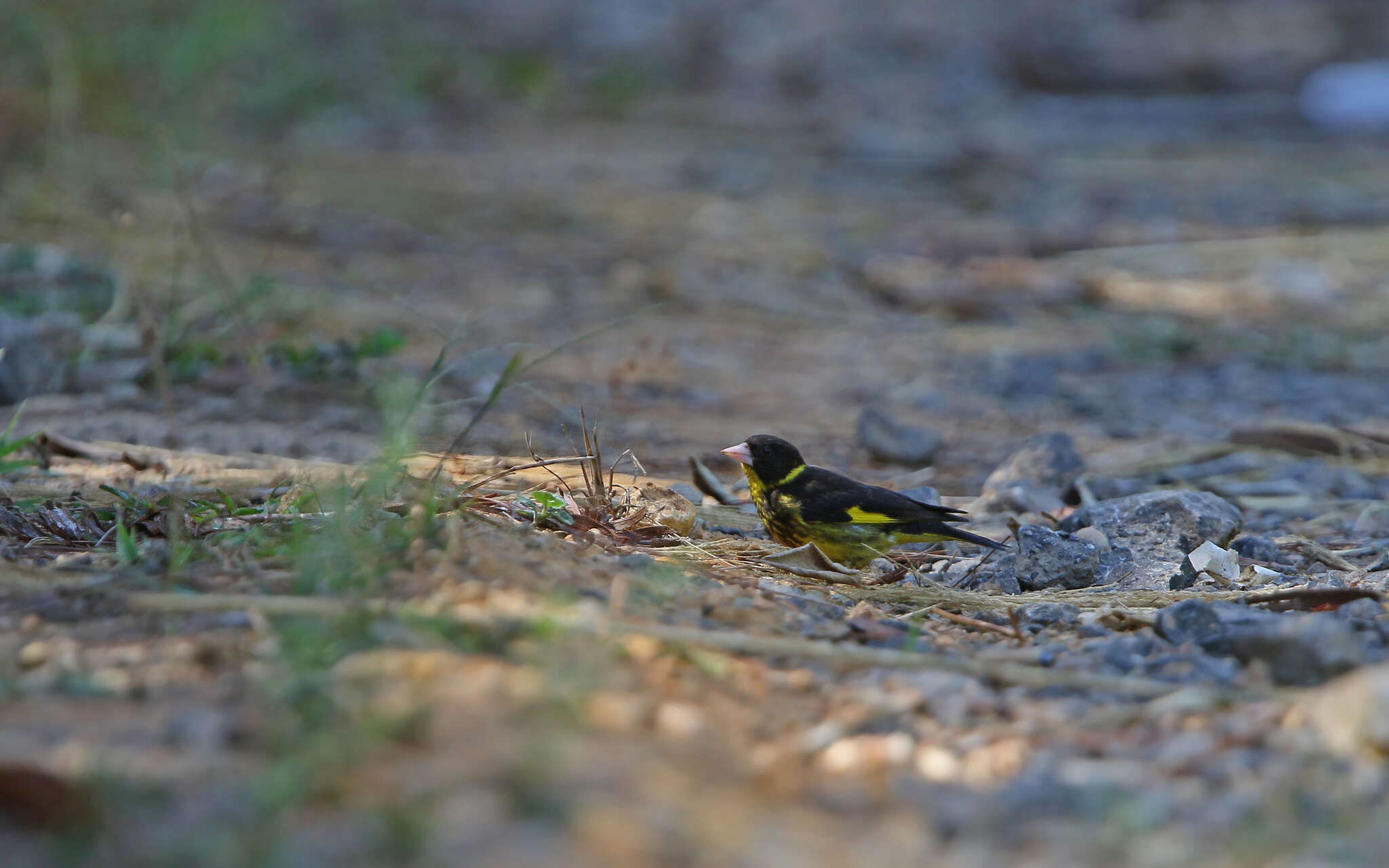 Image of Vietnamese Greenfinch