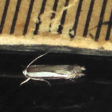 Image of Polyhymno acaciella Busck 1900