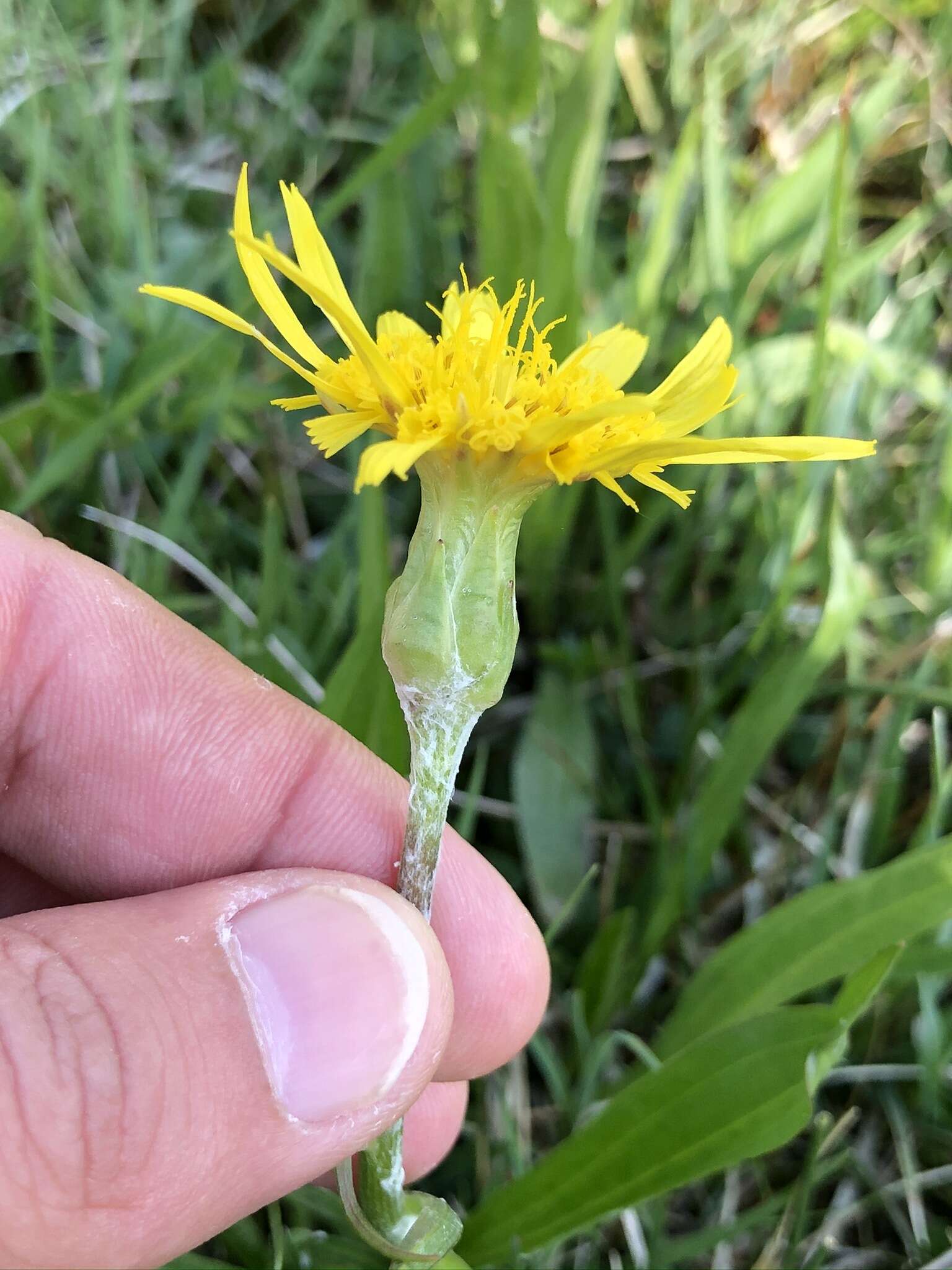 Image of Viper's Grass