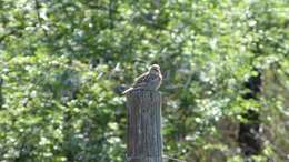 Sivun Emberiza impetuani impetuani Smith & A 1836 kuva